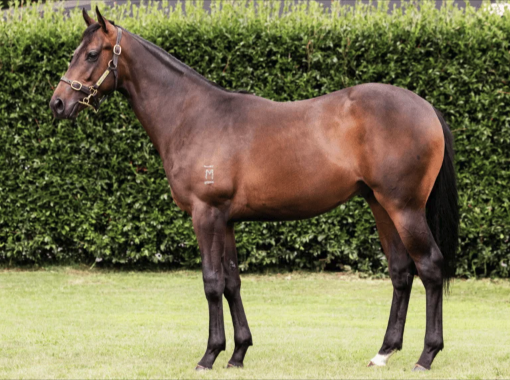 Latest Weekly Listings – Profondo, Almanzor and Sword Of State!